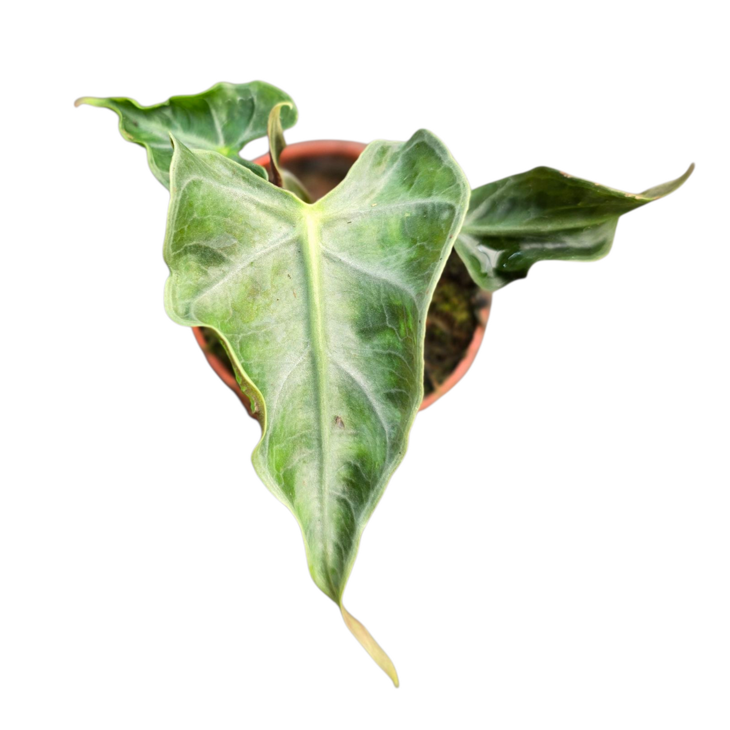 Alocasia Loco