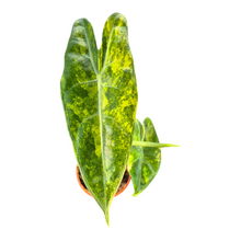 Alocasia Longiloba Aurea Variegata