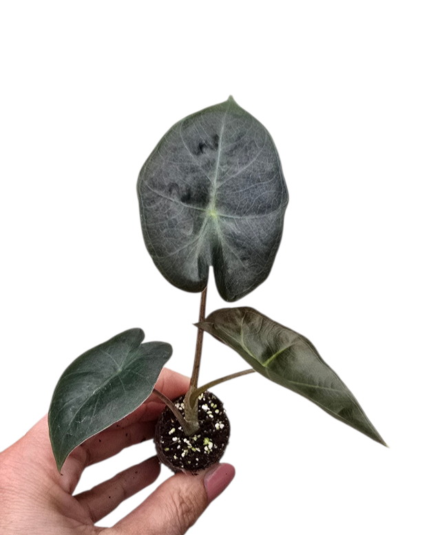 馬雅面具海芋