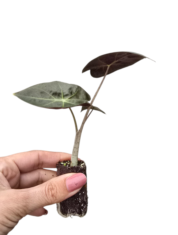 馬雅面具海芋
