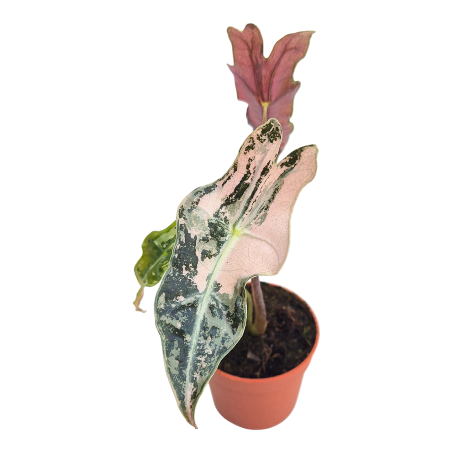 Alocasia Sanderiana Nobilis Variegata Pink