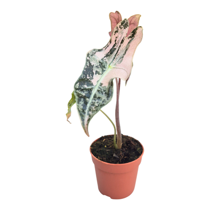 Alocasia Sanderiana Nobilis Variegata Pink