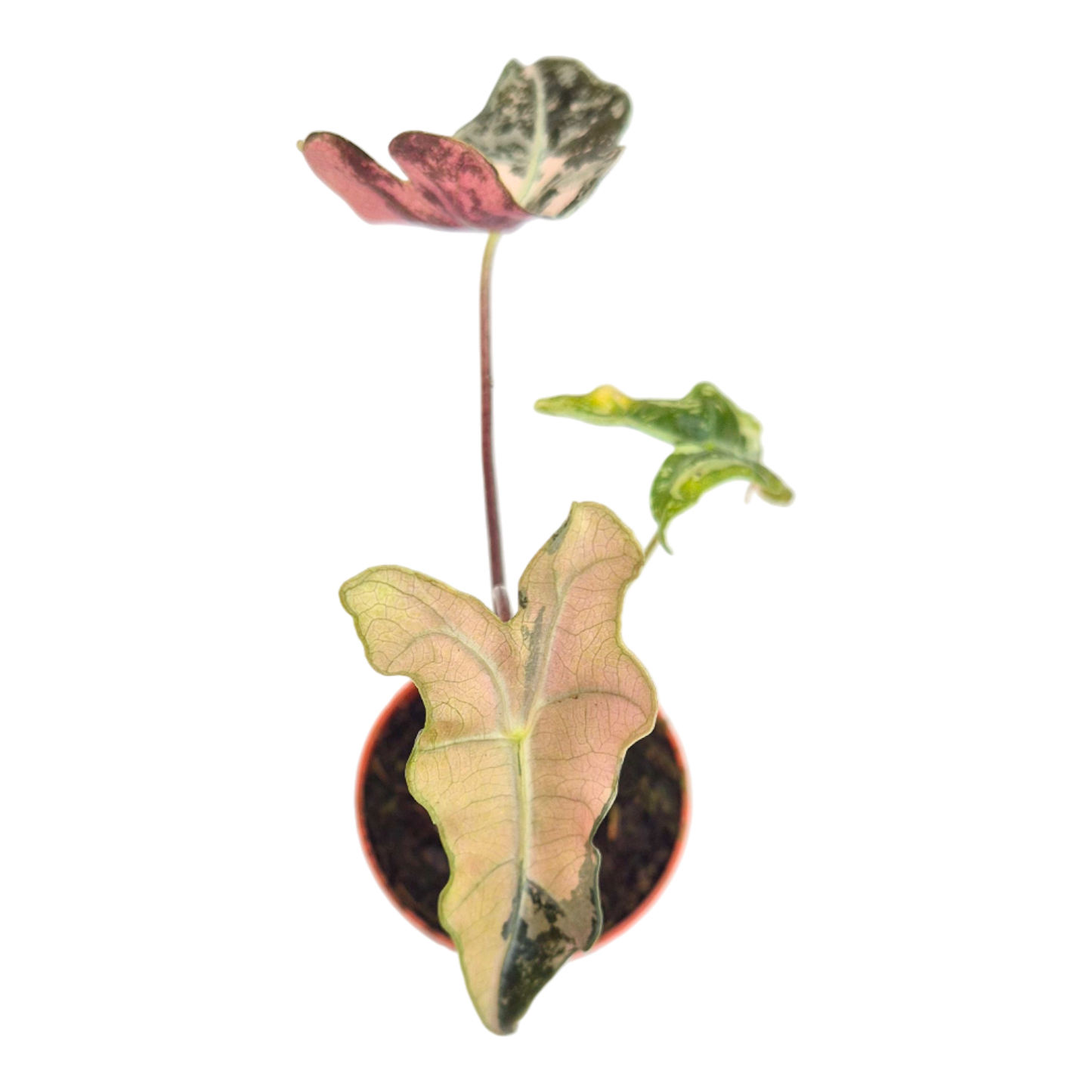 Alocasia Sanderiana Nobilis Variegata Pink