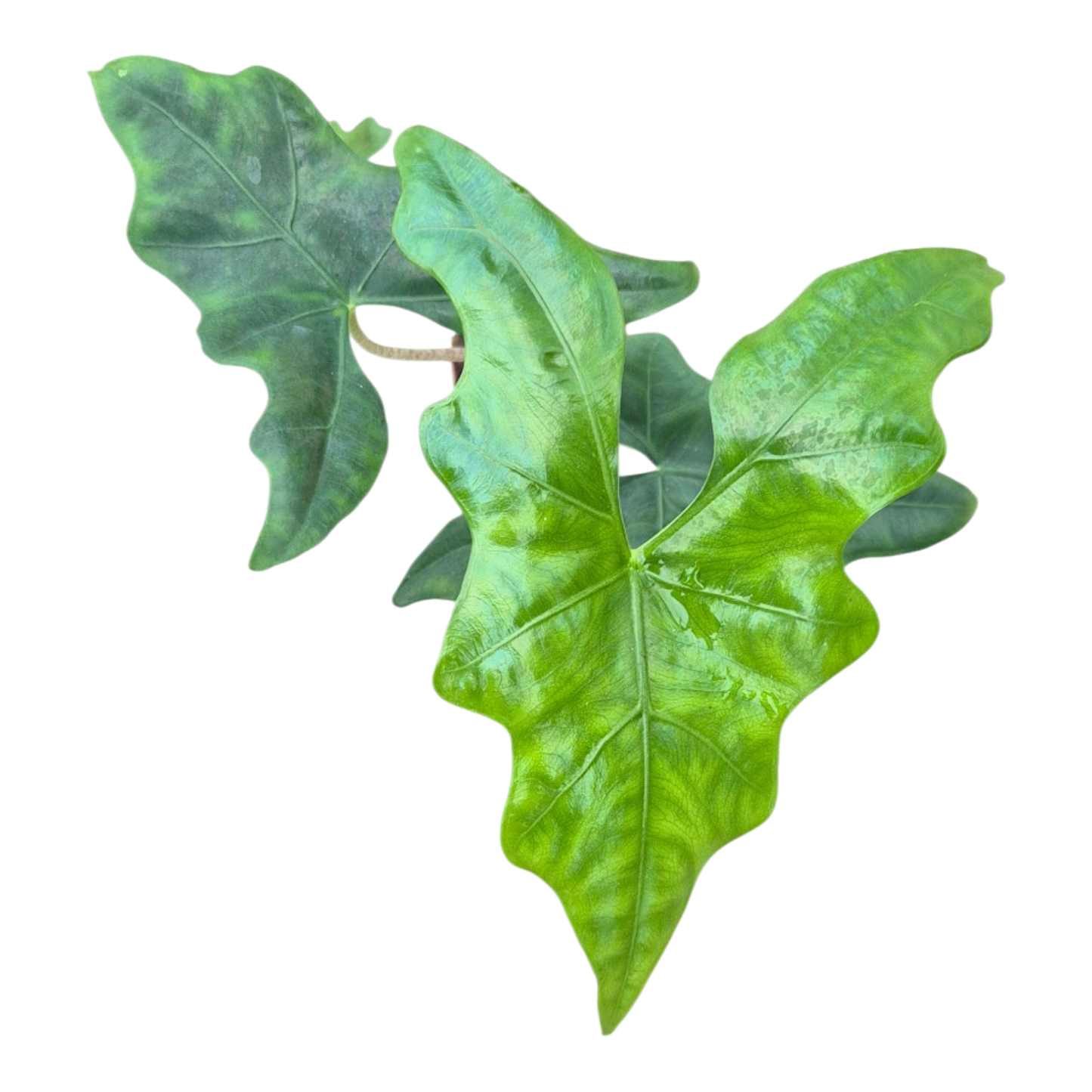 Alocasia Nycteris Batwing