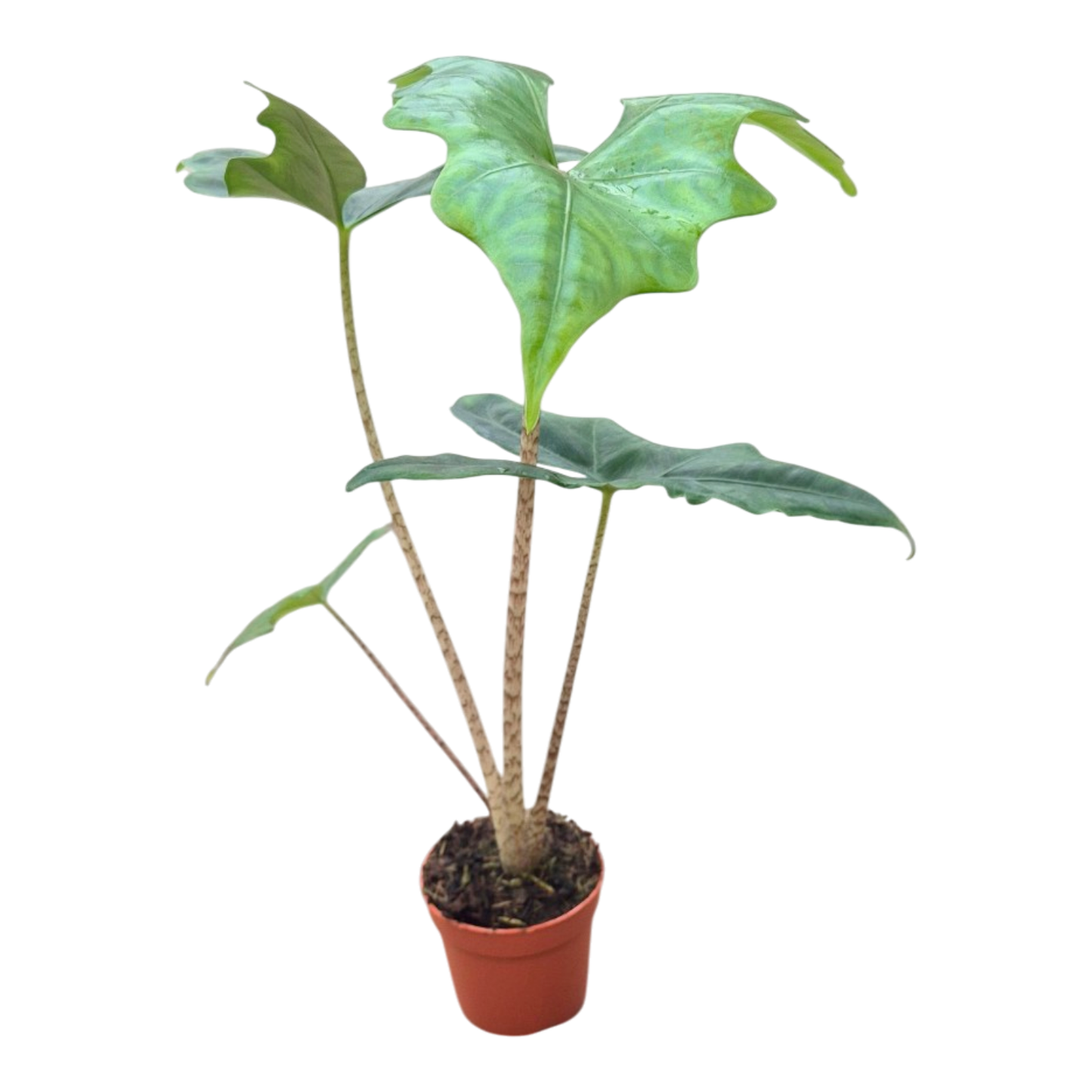 Alocasia Nycteris Batwing