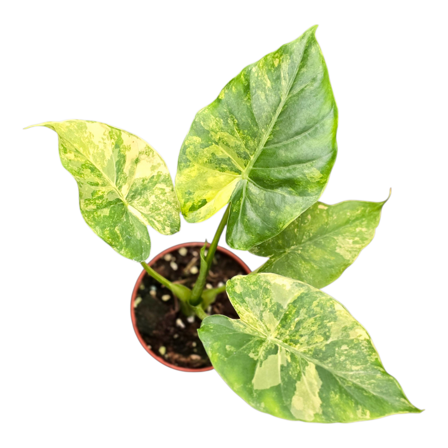 Alocasia Odora Variegata