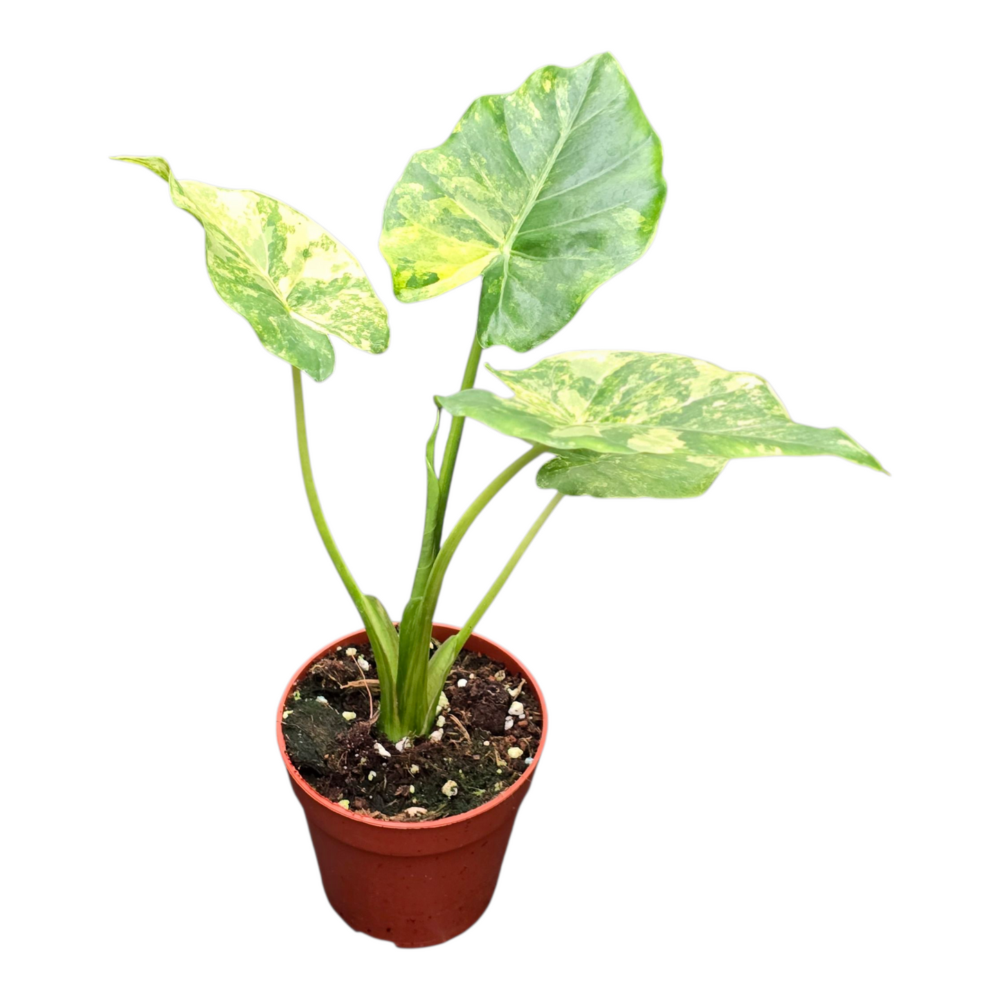 Alocasia Odora Variegata