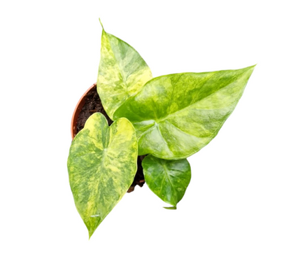 Alocasia Odora Variegata