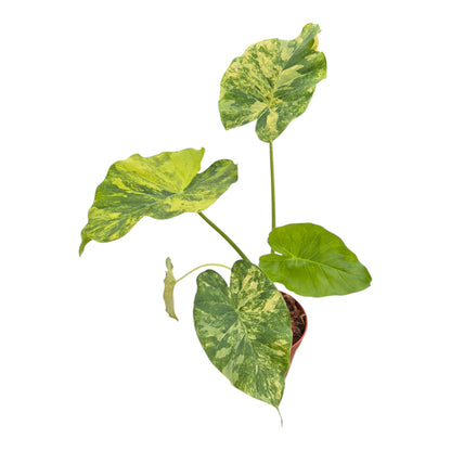 Alocasia Odora Variegata