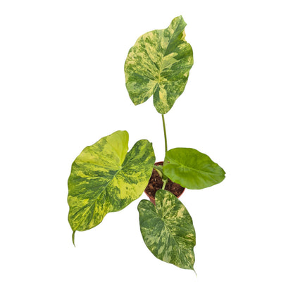 Alocasia Odora Variegata