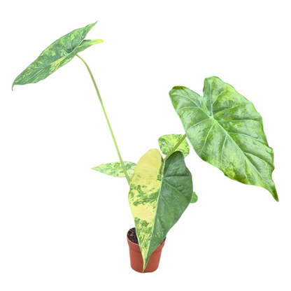 Alocasia Odora Variegata