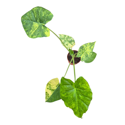 Alocasia Odora Variegata