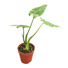 Alocasia Okinawa Silver Variegata