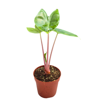 Alocasia Pink Dragon