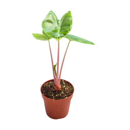 Alocasia Pink Dragon