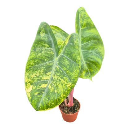 Alocasia Pink Dragon Variegata