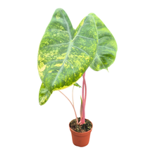 Alocasia Pink Dragon Variegata