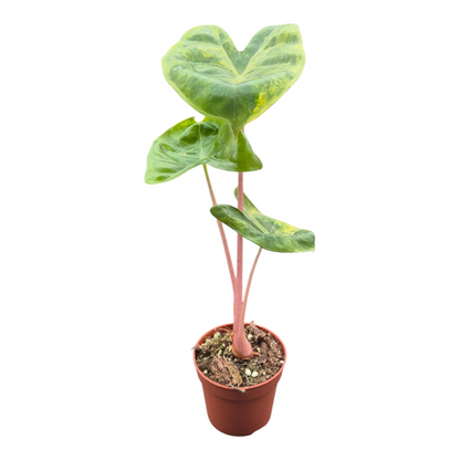 Alocasia Pink Dragon