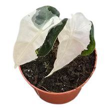 Alocasia Polly Pink Lava