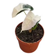 Alocasia Polly Pink Lava