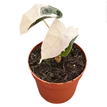 Alocasia Polly Pink Lava