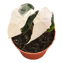 Alocasia Polly Pink Lava