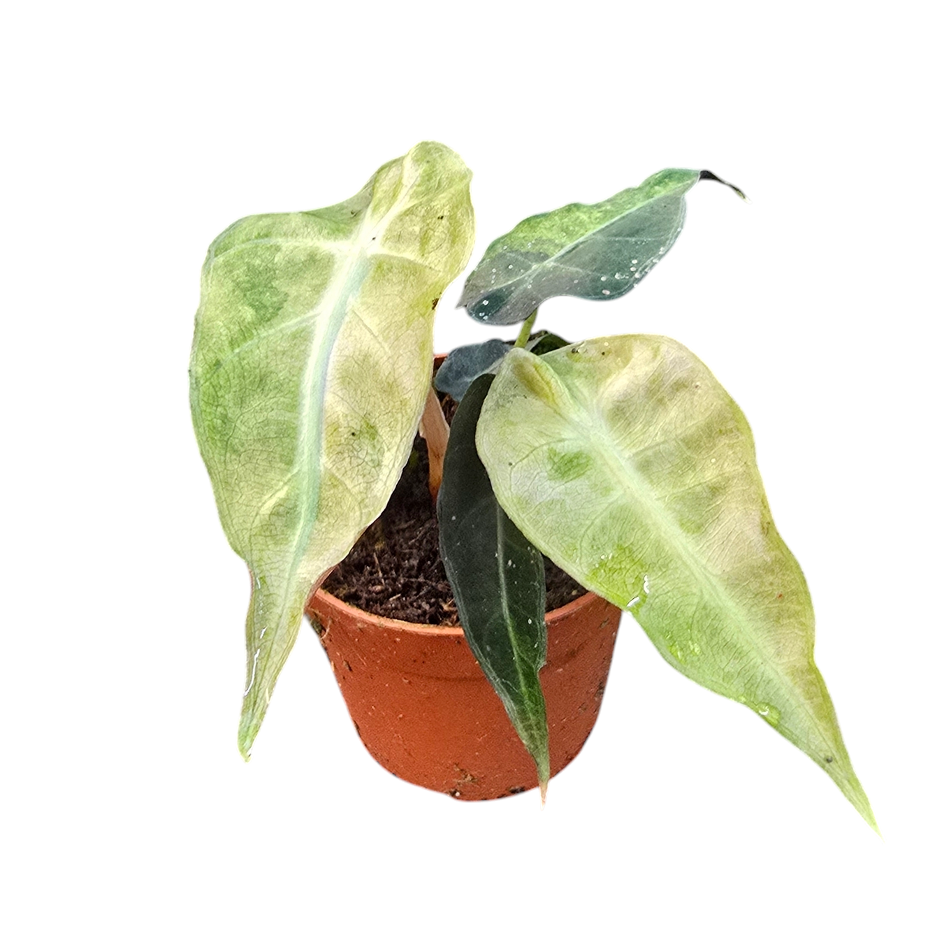 philodendron polly Alocasia Polly Variegata Aurea