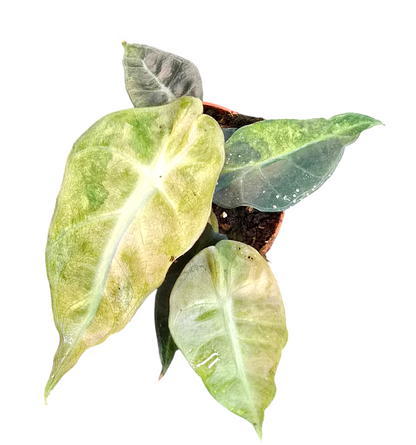 Alocasia Polly Variegata Aurea