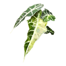Alocasia Polly Variegata Aurea