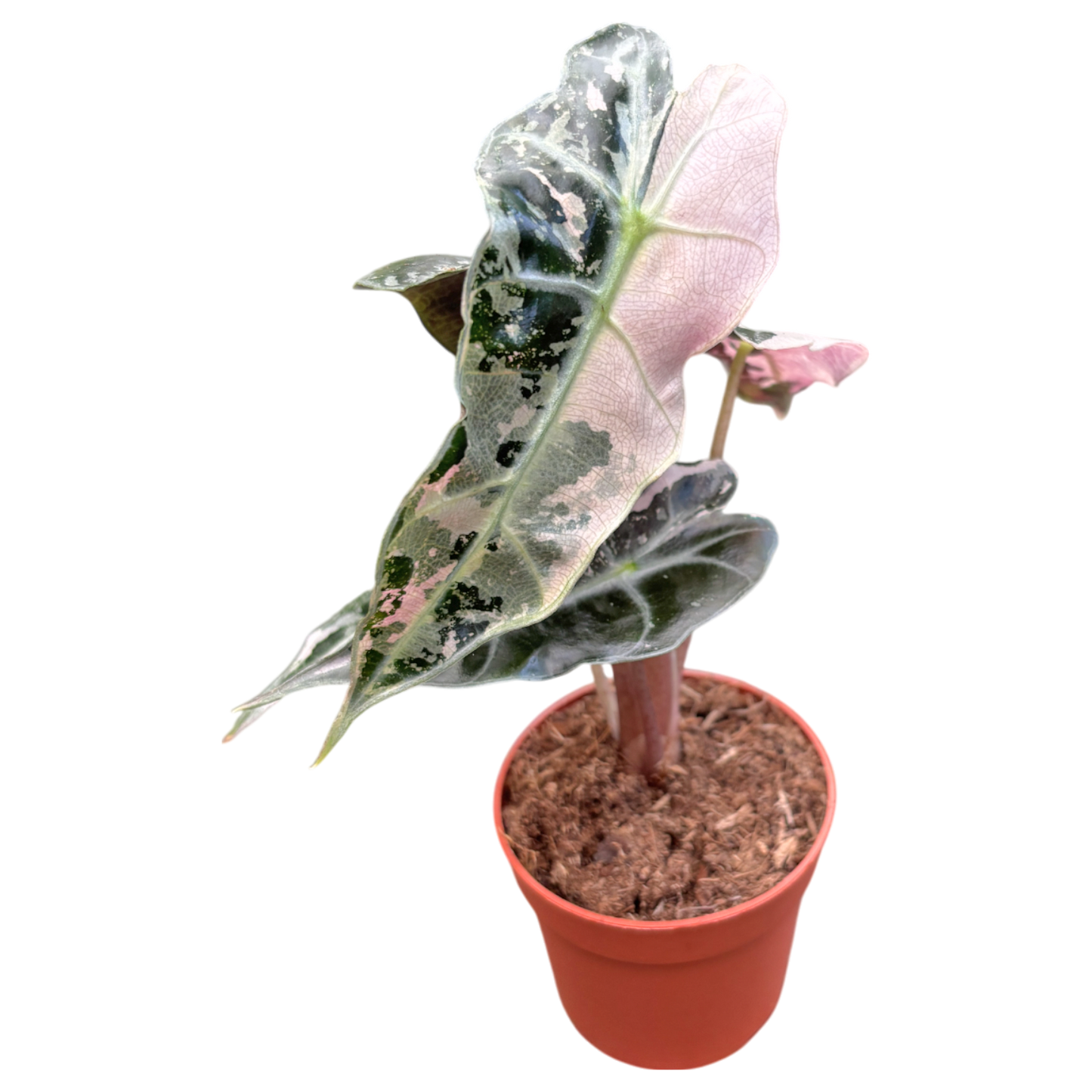 Alocasia Polly Variegata Pink