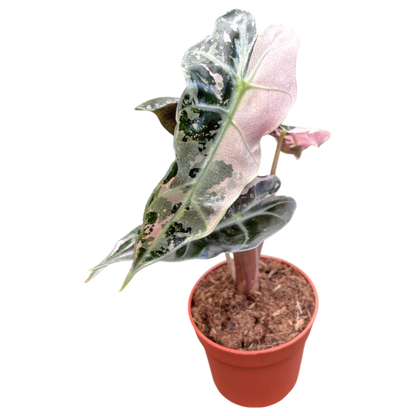 Alocasia Polly Variegata Pink – Casa Botanica