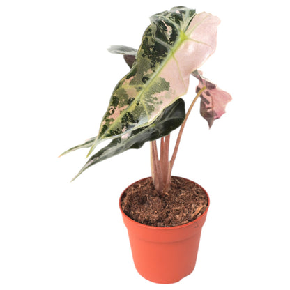 Alocasia Polly Variegata Pink