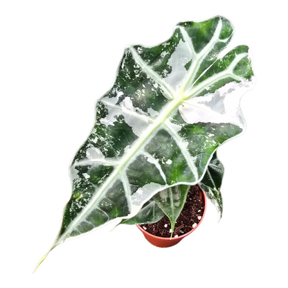 Alocasia Polly Variegata Pink