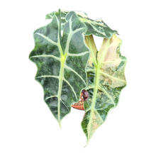 Alocasia Polly Variegata Pink