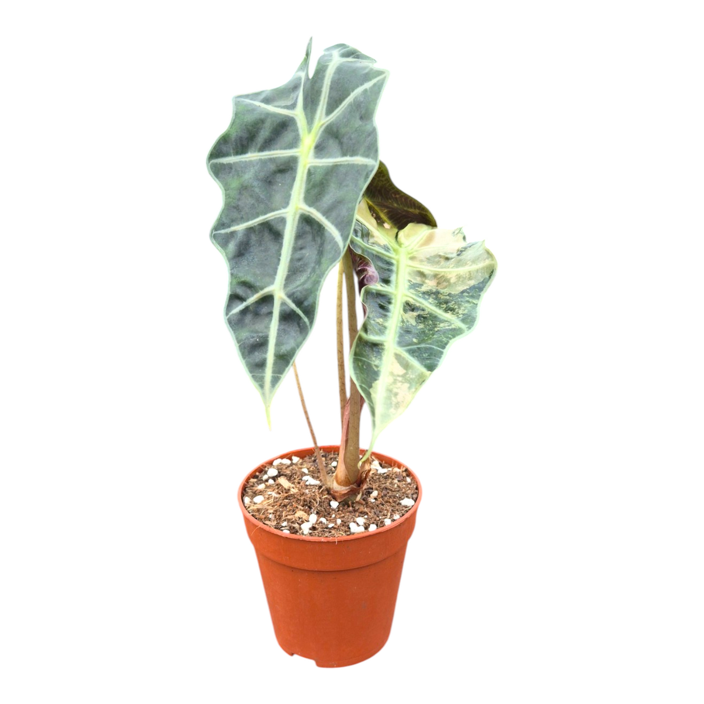 Alocasia Polly Variegata Pink