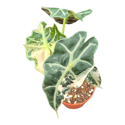 Alocasia Polly Variegata Pink