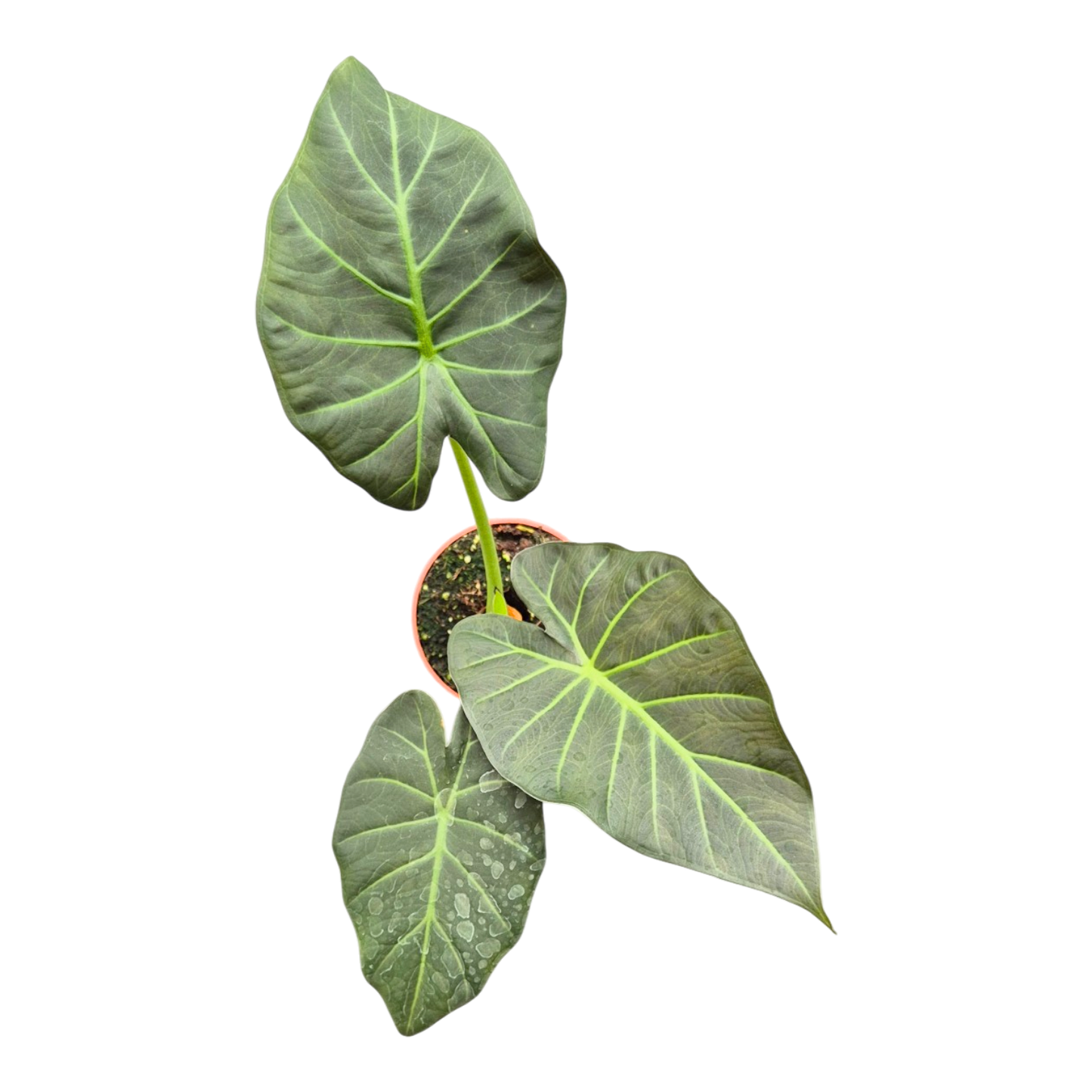 Alocasia Regal Shields