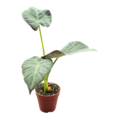 Alocasia Regal Shields