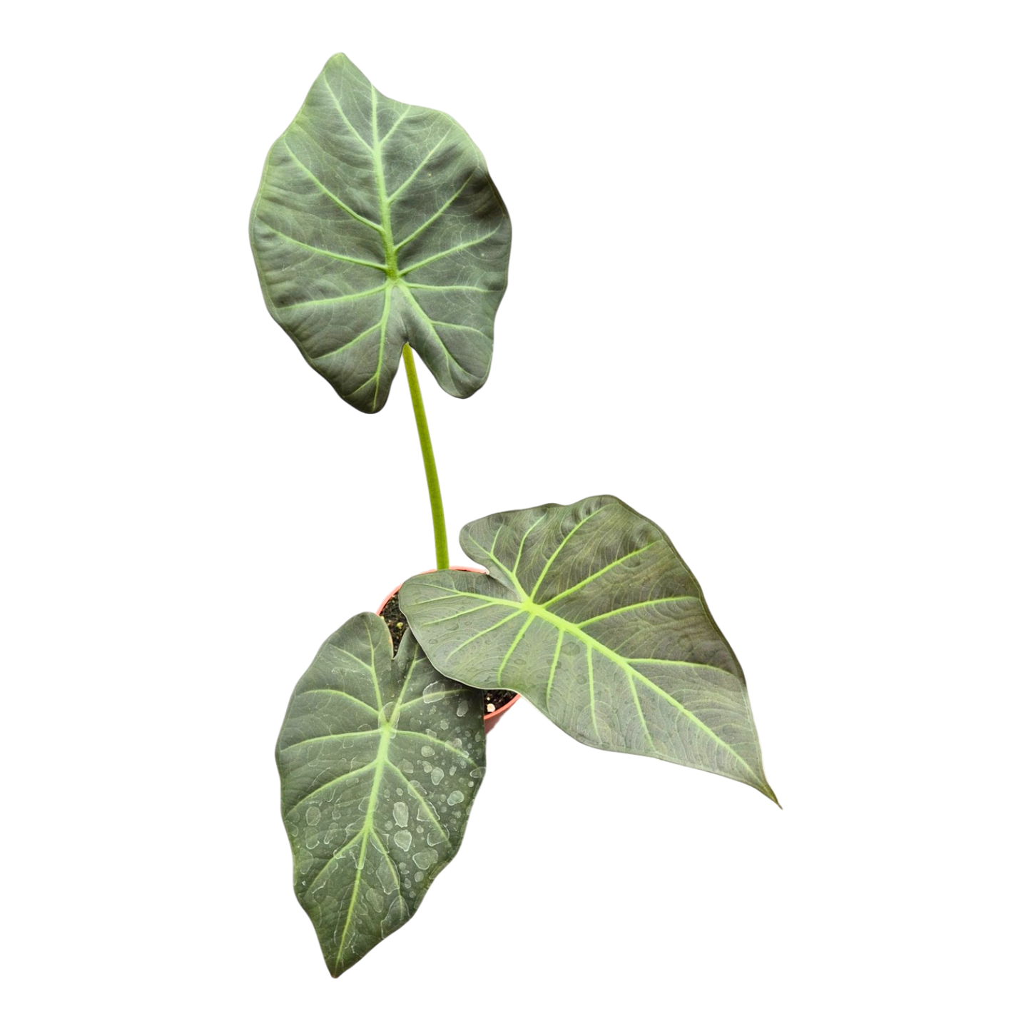 Alocasia Regal Shields
