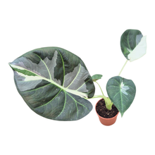 Selected Alocasia Regal Shields Variegata