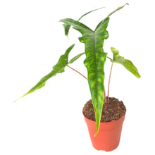 Alocasia Sabrina Narrow