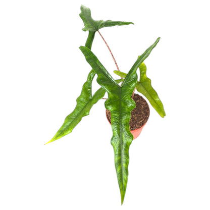 Alocasia Sabrina Narrow