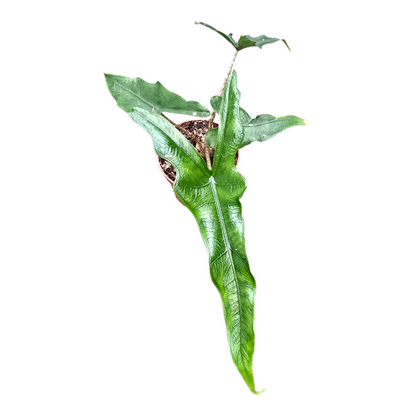 Alocasia Sabrina Narrow