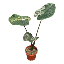 Alocasia Serendipity Variegata