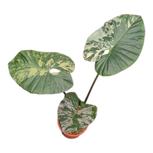 Alocasia Serendipity Variegata