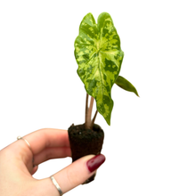 Alocasia Shattered Glass