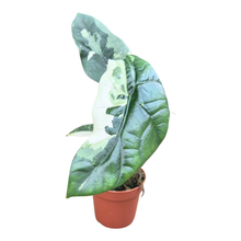 Alocasia Simpo Variegata