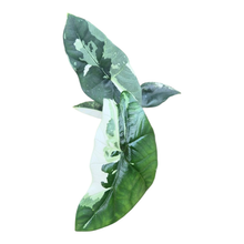 Alocasia Simpo Variegata