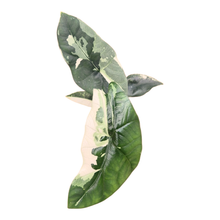 Alocasia Simpo Variegata