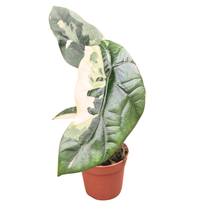 斑葉海芋